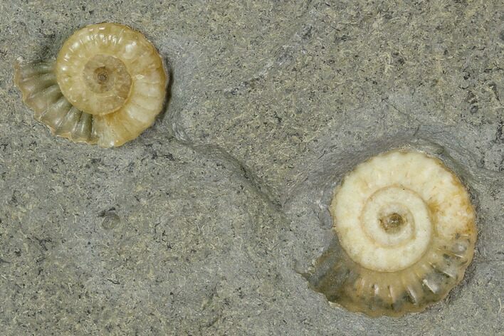Two Fossil Ammonites (Promicroceras) - Lyme Regis #127158